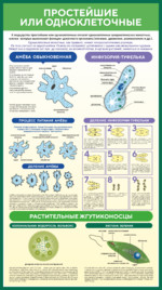 Стенд по биологии «Простейшие или одноклеточные»