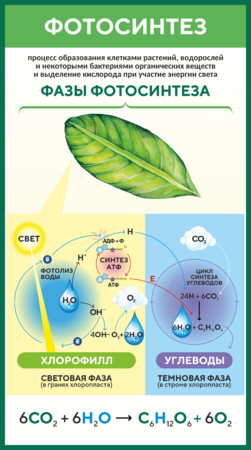 Стенд по биологии Фотосинтез